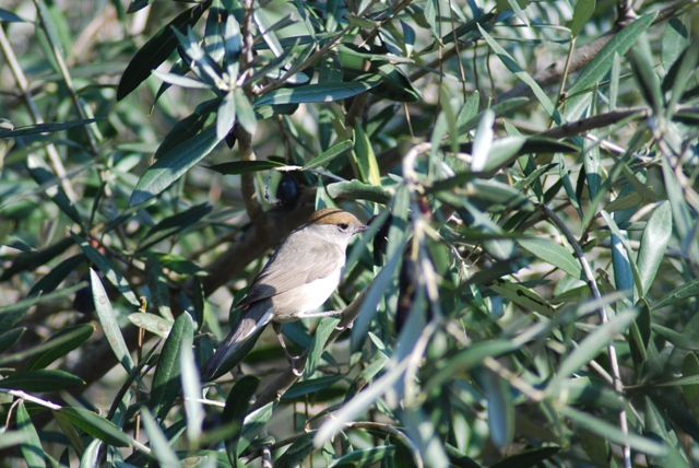Identificazione